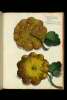  Fol. 155 

Cucurbita Indica clypeoformis
verrucata e veluti fimbris
circumdata n. 1.
Cucurbita eadem Indica, sublutea,
clypeoformis protuberante pediculo n. 2.